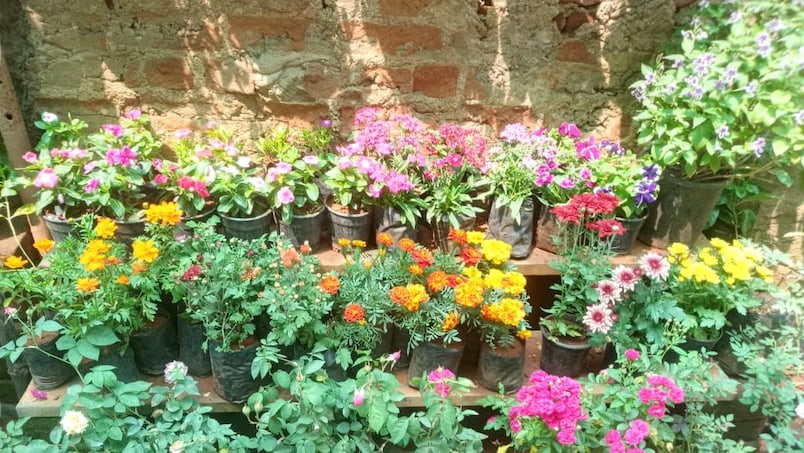 Eminönü çiçek pazarı vazoluk kesme çiçeklerin değil, saksılı süs bitkilerinin ve çeşitli çiçek fidelerinin satıldığı bir yerdir