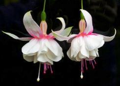 Beyaz küpe çiçeği