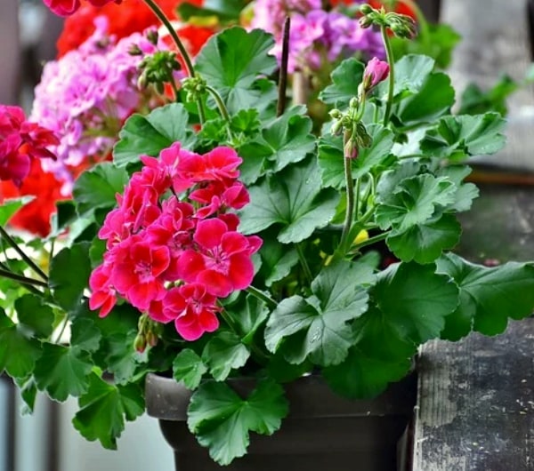 Sardunya saksı balkon süs bitkisi