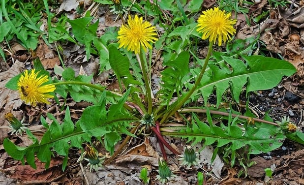 Karahindiba, Taraxacum officinale bitki türü