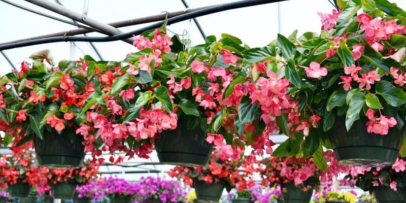 Güneşli balkonlar, teras, bahçe vb dış mekan ortamlarında saksılarda çiçek yetiştirme