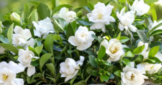 Sağlıklı bir gardenya yemyeşil yaprakları ve beyaz katmerli çiçekleriyle