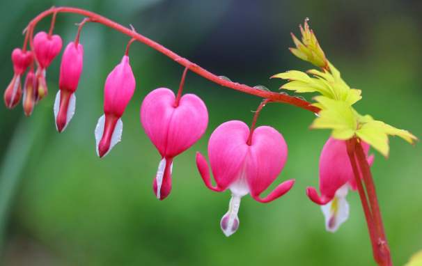 Ağlayan kalpler çiçeği