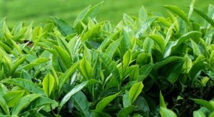 Camellia sinensis (çay bitkisi)