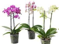 Phalaenopsis orkide çeşitleri, bakımları