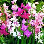 bahçe glayölleri (Gladiolus nanus)