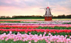 Hollanda ve laleler