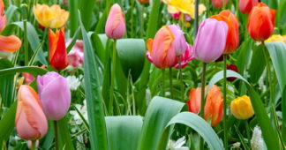 Bilimsel adı Tulipa olan lale bitkisi hakkında