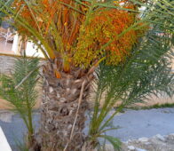 Hurma ağacı palmiye (Phoenix dactylifera) yaprakları, meyveleri ve dipten okluşturduğu yan fidanları