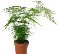 Asparagus setaceus türü salon bitkisi tül kuşkonmaz