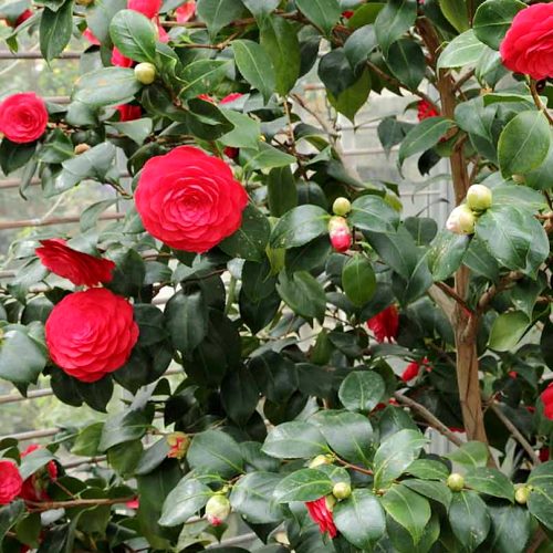 Kamelya (Camellia japonica) bitki türü