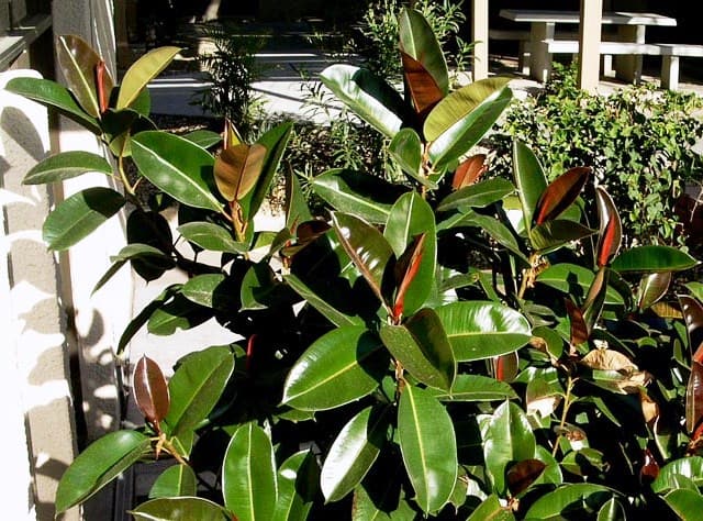 Kauçuk (Ficus elastica) bitki türü