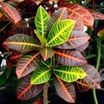 Kroton bitkisinin renkli yaprakları