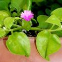 Aptenia cordifolia türü buz çiçeğinin yetiştirilmesi, bakımı, özellikleri ve çoğaltılması hakkında