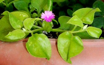 Aptenia cordifolia türü buz çiçeği yetiştirilmesi, bakımı, özellikleri ve çoğaltılması hakkında