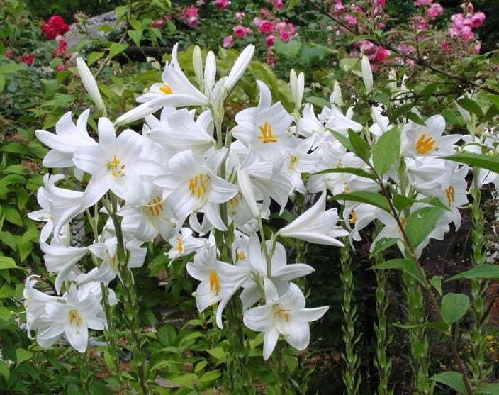 Lilium cinsi, zambak türleri