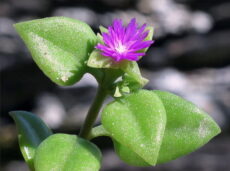 Buz çiçeği Aptenia cordifolia ışıltılı yaprakları ve çiçeği, yakınlaştırılmış görüntüsü