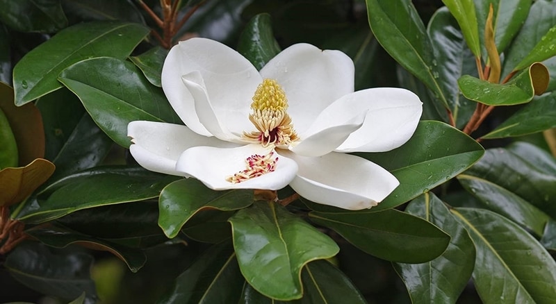 Manolya, Magnolia grandiflora bitki türü ağaç