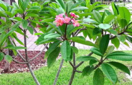 Bir plumeria küçük ağacında yapraklar ve çiçekler
