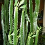 Euphorbia trigona bitkisinin kaktüs benzeri görünümü