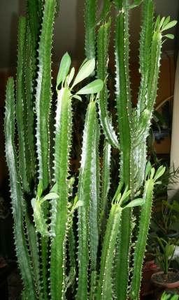 E. Trigona bitkisinin kaktüs benzeri görünümü