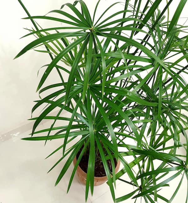 Cyperus Alternifolius bitki türü, Japon şemsiyesi çiçeği