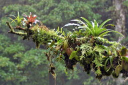 Bir bulut ormanında bir ağacın kuru bir dal uzantısı üzerinde yaşayan epifitik bitkiler