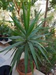 Bahçede Yucca bitkisi