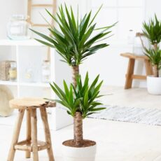 Saksıda bir Yucca bitkisi güzel bir salonda