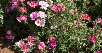 Godetya, yer açelyası renk renk çiçekler açan mevsimlik bahçe bitkisidir