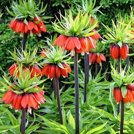 Ters lale (Fritillaria imperialis) bitki türü