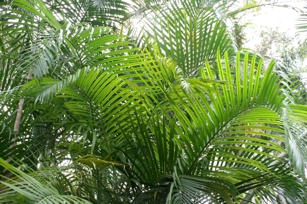 Areka palmiyesi, Dypsis lutescens özellikleri ve bakım bilgileri