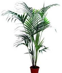 Kentia palmiyesi özellikler, yetiştirilmesi, bakımı hakkında