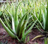 Aloe vera bitki türü