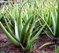 Aloe vera bitki türü