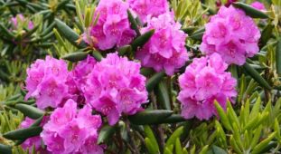 Rhododendron (Ormangülü) cinsi bitkiler, komar ve sifin