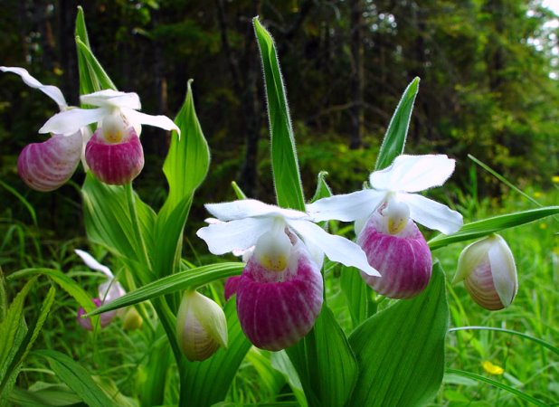Bahçe orkidelerine bir örnek: Cypripedium reginae