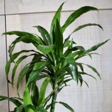 Dracaena