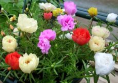 Katmerli çiçekli tırnaklar