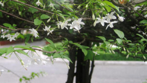 Wrightia religiosa bitki türü, su yasemini, çiçekli dalları