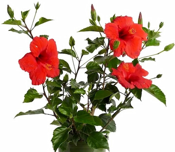Japon gülü - Hibiscus rosa-sinensis süs bitkisi