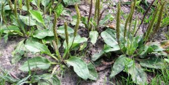 Sinir otu, Plantago major bitki türü