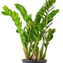 Zeze çiçeği (Zamioculcas zamiifolia) özellikleri, yetiştirilmesi, bakımı
