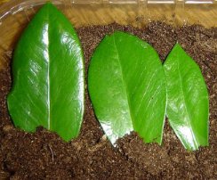 Zamioculcas zamiifolia yaprak çeliği