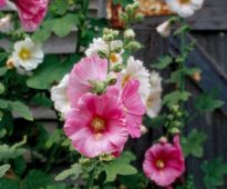 Alcea rosea bitki türü, hatmi çiçeği, gülhatmi