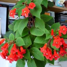 Kohleria, komşu çatlatan Kohleria eriantha yaprakları ve çiçekleri