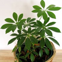 Şeflera bitkisi (Schefflera arboricola)