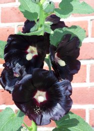 siyah hatmi çiçeği - Alcea rosea ‘Nigra’