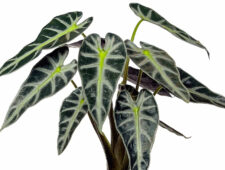 Alocasia × amazonica polly ve bambino kültivarları hakkında