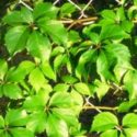 Parthenocissus quinquefolia, Amerikan sarmaşığı